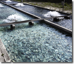 Fish Hatchery